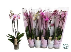 Lees meer over het artikel Orchideeën planten actie voor de Moederdag (Stichting Hongarije Oekraïne)